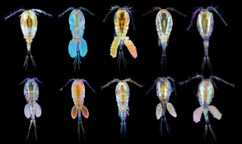 Registration has opened for the new CETAF-DEST  Training course on Cyclopidae (Copepoda)!!